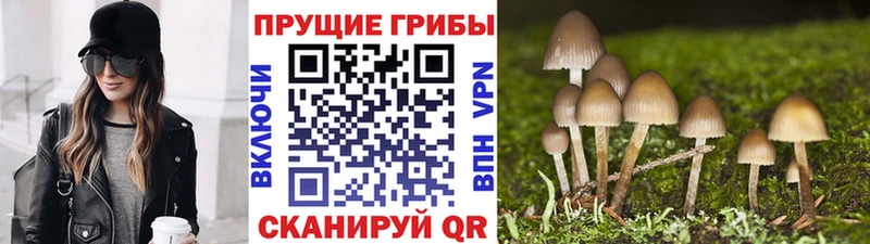 Галлюциногенные грибы Psilocybe Власиха